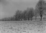 Snow covered trees on the Gro, Builth Wells