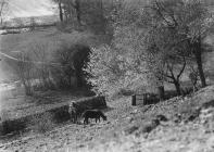 Horses grazing