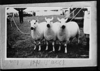 Sheep at a show