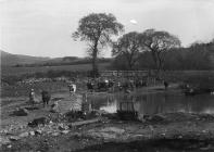 Cows at a pond