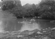 Ducks on river