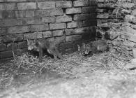 Fox cubs