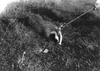 Badger