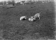 Men holding fox cubs