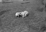 Badger cubs