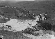 Sheep dipping in stream