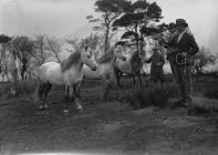 Eppynt premium stallions 1938