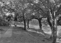 Pwll-y-faedda House, Erwood, through the trees