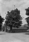 Arbor tree, Aston on Clun