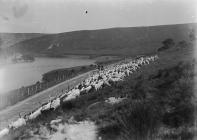 Elan Valley view with men rounding sheep on...