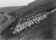 Men rounding sheep on horseback, Elan Valley