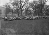 Sheep in a field