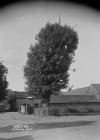 Arbor tree, Aston-on-Clun