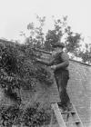 Gardener on a stepladder collecting fruit