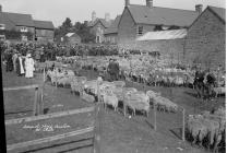 Annual sheep auction at Clun