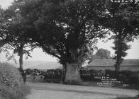 The old oak with letter-box inside the trunk...