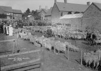 Annual sheep auction at Clun