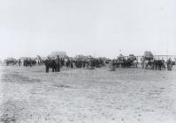 A train of ox-drawn carts leaving Trelew, c.1880