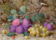 Still Life;Grapes and Plums - Hough, William