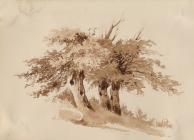 Study of Trees - Cox, David (OWS, RWS)