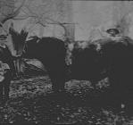 Unknown men and bull, circa 1930s