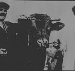 Unknown men and bull, circa 1930s