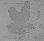 Poster illustrating Buff Orpington cockrel