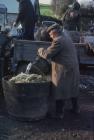 Cider making, Cilgwyn Farm Boughrood, Powys, 1977