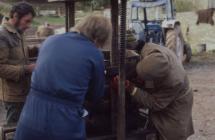 Cider making, Cilgwyn Farm Boughrood, Powys, 1977