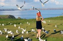 Gull Feeding Frenzy – Skokholm Island