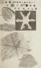 Micrographia Schem 8