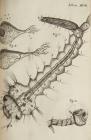 Micrographia Schem 27