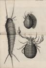 Micrographia Schem 33