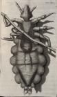 Louse diagram, Micrographia, Robert Hooke, 1667