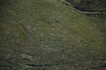  STONE CIRCLE W OF YNYSHIR