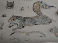Grey Squirrel by Charles Tunnicliffe, Oriel...