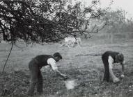 Cider apple picking