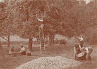 An Autumn orchard scene in Herefordshire in 1908