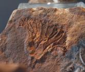 Fossil crinoid