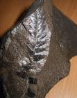 Seed fern fossil