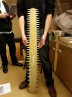 Sawfish Rostrum