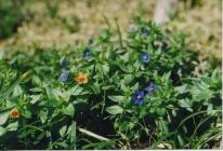 Blue Pimpernel close up