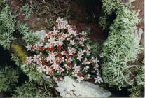 English Stonecrop on a Skokholm wall.