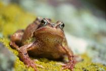 Skokholm - Common Frog