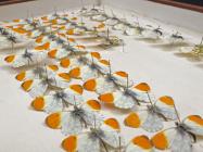 33 display cases and boxes of insects (mainly...