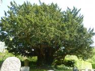 The ancient Yew tree in St Michaels churchyard