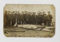 Stranded whale on Aberavon Beach