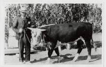 Bull, Camwy Valley