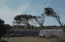 Summerhouse Point: Plant/tree & History...