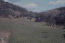 Nash Point: Plant/tree & Landscape